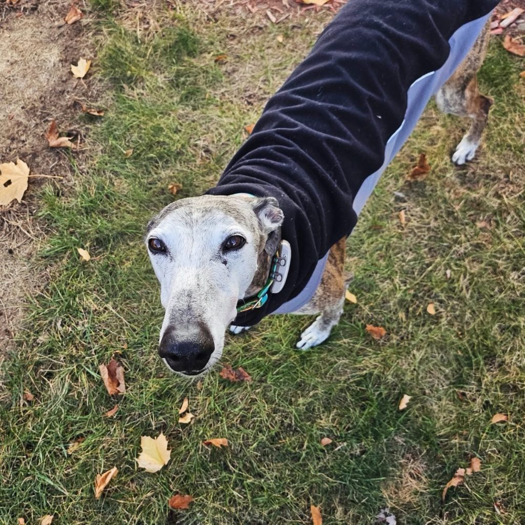 A brindle galgo with white face looking up at the camera while standing on the grass